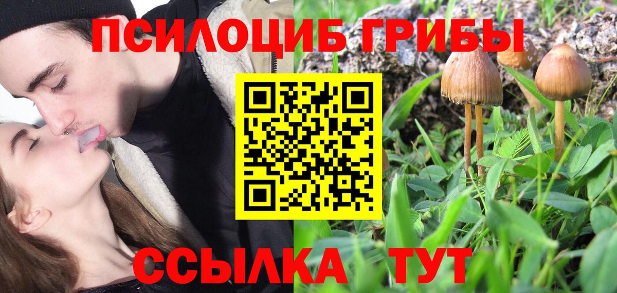 Галлюциногенные грибы Psilocybine cubensis Астрахань